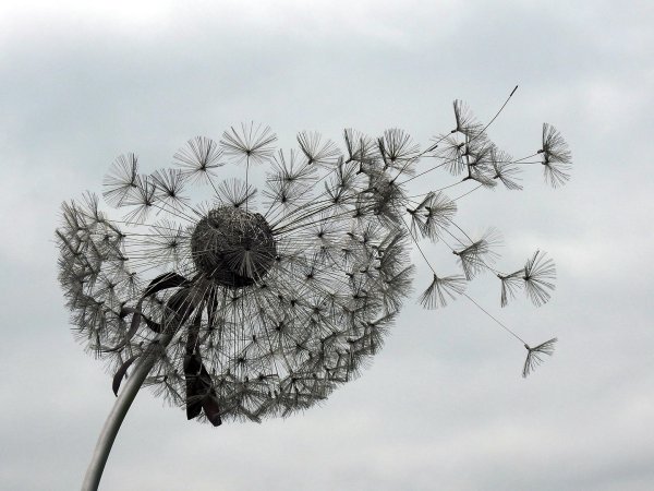 Одуванчики Гёншин