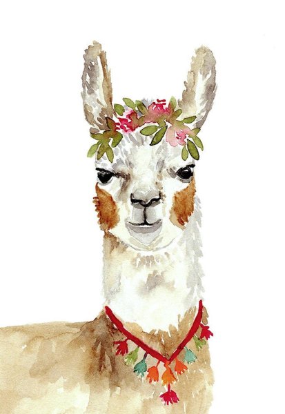 Лама альпака мульт