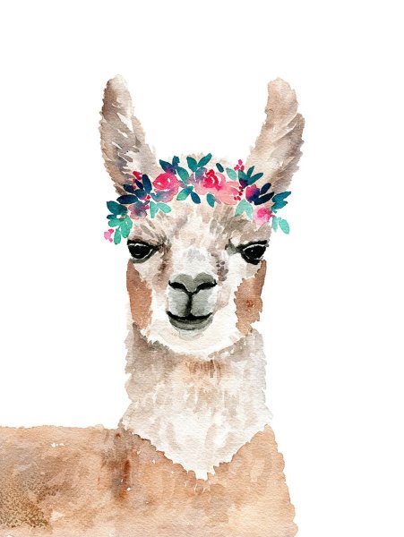 Lama animal акварель