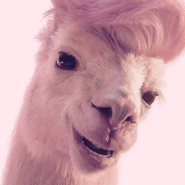 Розовая альпака