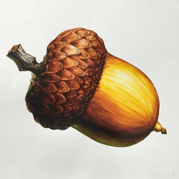 Орехи для белки