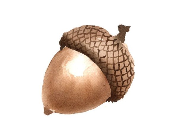 Арт, жёлудь, фэнтези