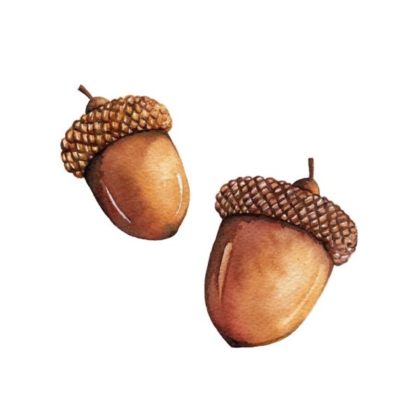 Желудь акварель