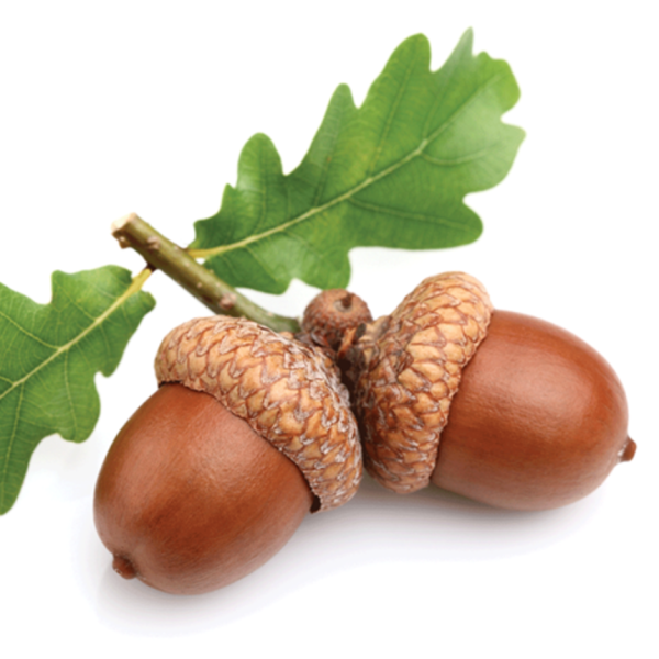 Желудь для детей