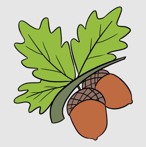 Желудь шаблон