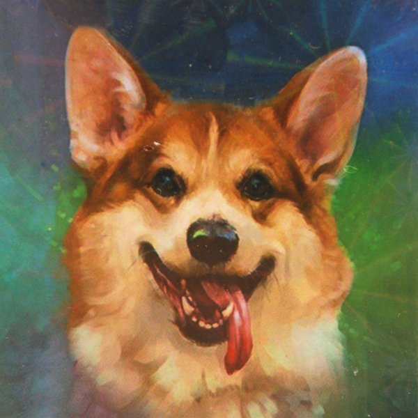 Фурсона корги пемброк