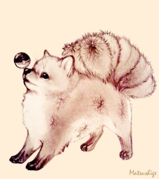 Померанский шпиц референс