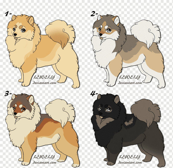 Сиба ину и померанский шпиц