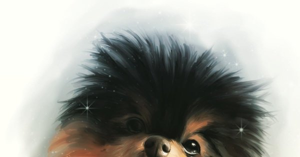 Померанский шпиц арт