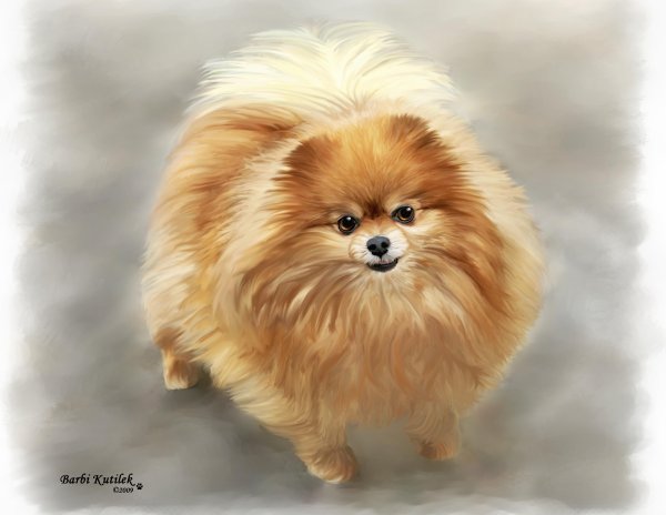 Померанский шпиц портрет