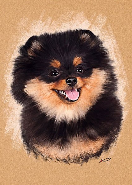 Австралийская овчарка + померанский шпиц