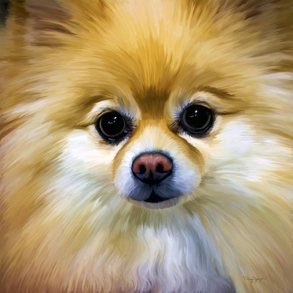 Шпиц померанский Art