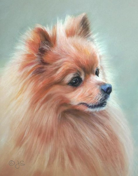 Померанский шпиц акварелью