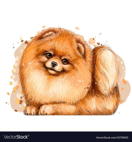 Шпиц померанский Art