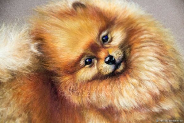 Померанский шпиц портрет