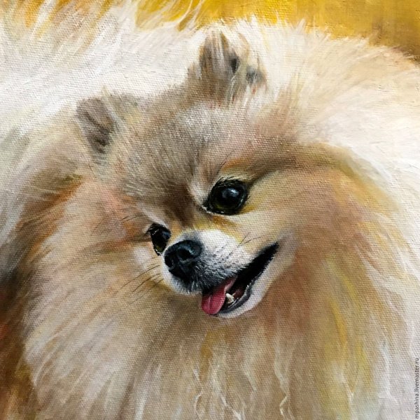 Шпиц Джузеппе