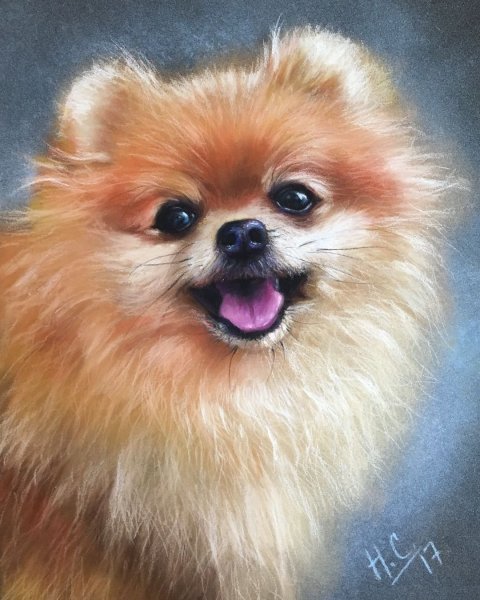 Шпиц померанский Art