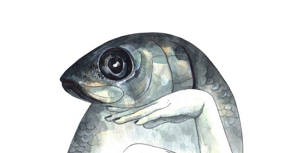 Селедка рисунок