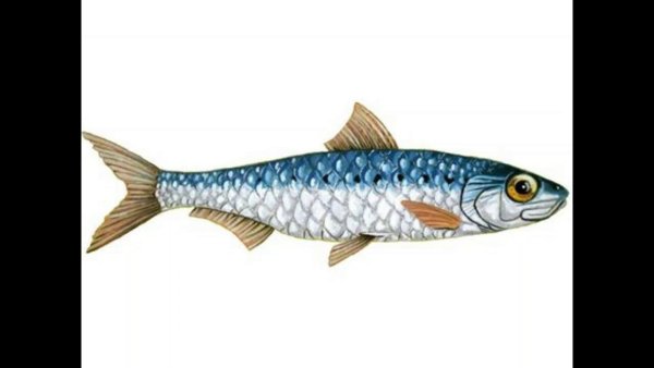 Селедка мультяшная