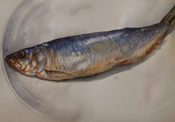 Картина рыбы селедка