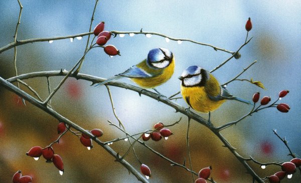 Синичка Воробей Снегирь