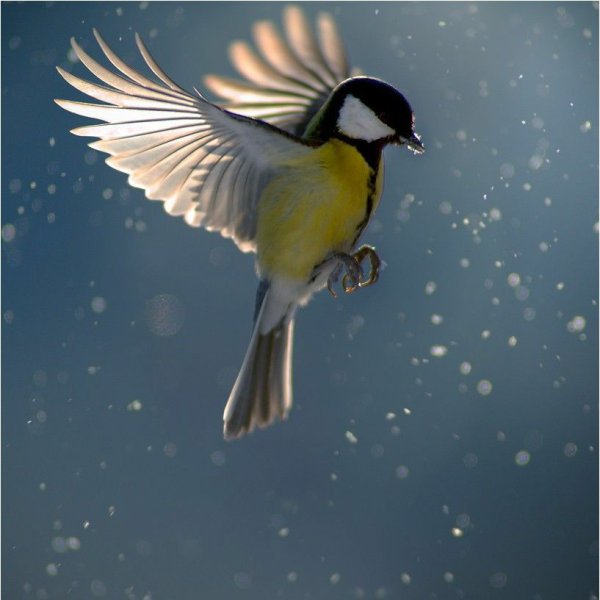 Синица лазоревка в полете