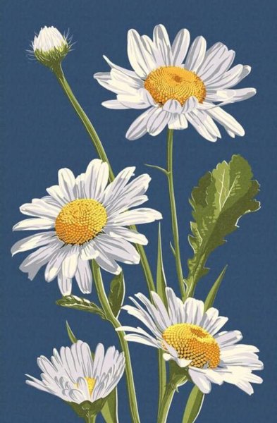 Иллюстрированные ромашки