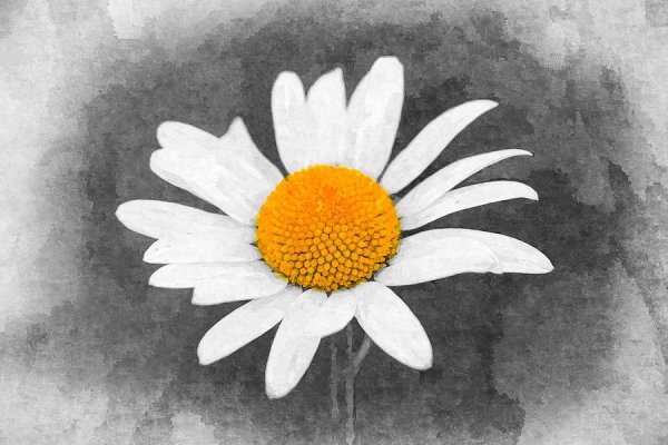 Ромашки искусство