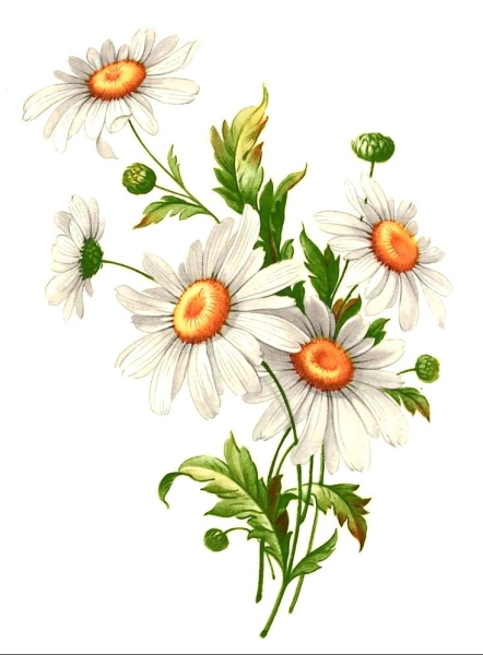 Ромашка рисунок