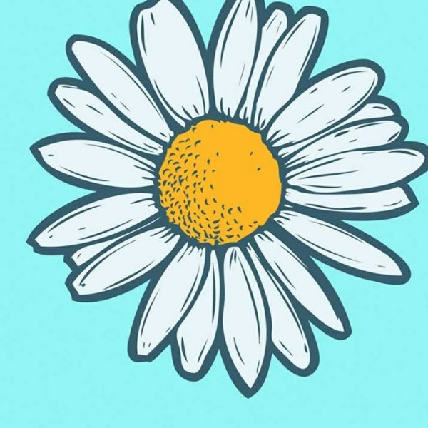 Ромашки нарисованные на прозрачном фоне