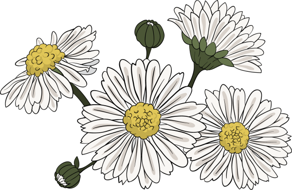Ромашка Векторная Графика