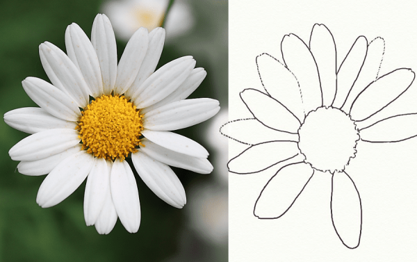 Ромашка для рисования
