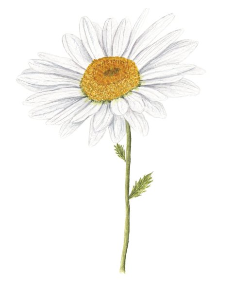 Ромашка рисунок