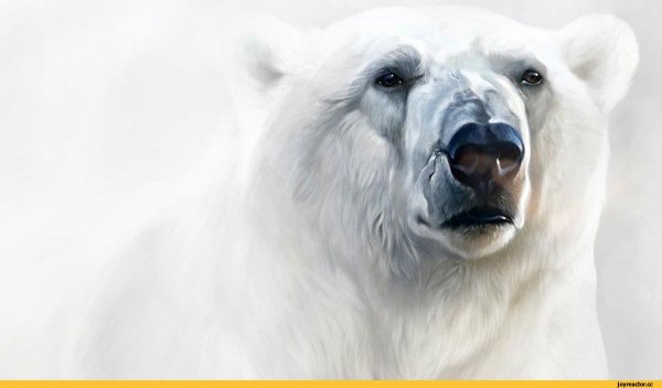 Белый медведь морда