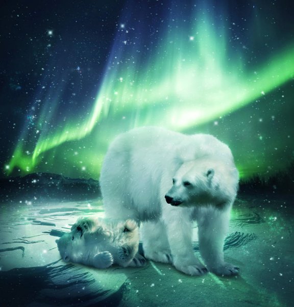 Полярный медведь и Северное сияние