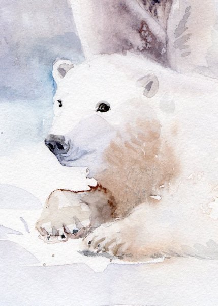 Медведь акварелью