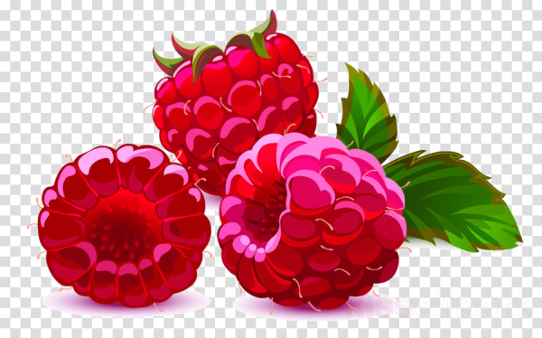 Ягода малина вектор