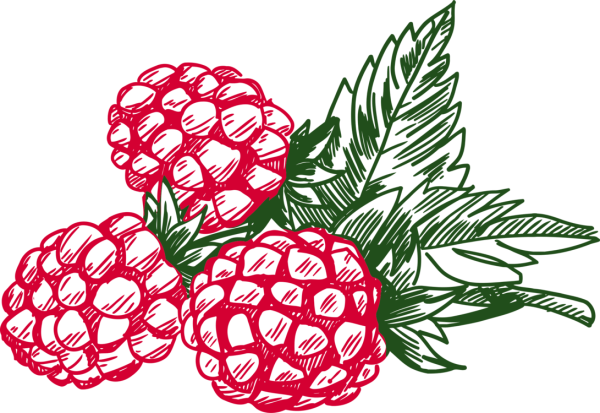 Малина вектор