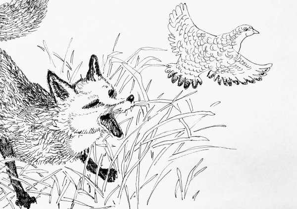 Лиса и тетерев раскраска