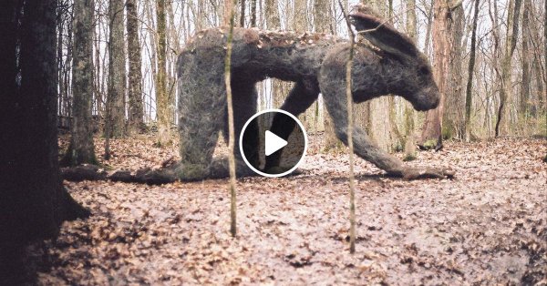 Самые страшные животные в лесу