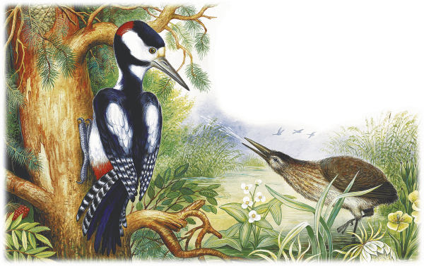 Виталий Бианки "кто чем поет?"