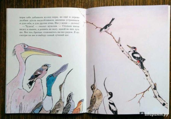 Виталий Бианки чей нос лучше иллюстрации