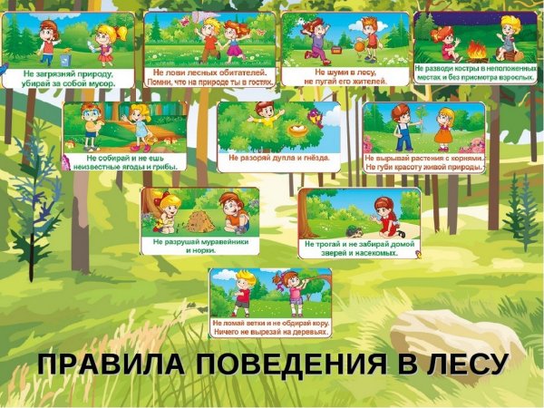ПРАВИЛАПОВЕДЕНИЕ В лесу