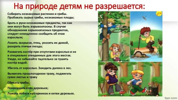 Правила поведения на природе