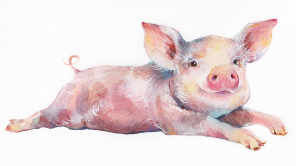 Свинья рисунок