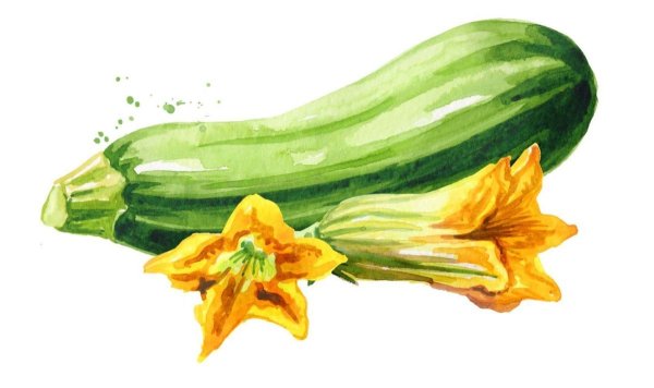 Кабачок рисунок на белом фоне