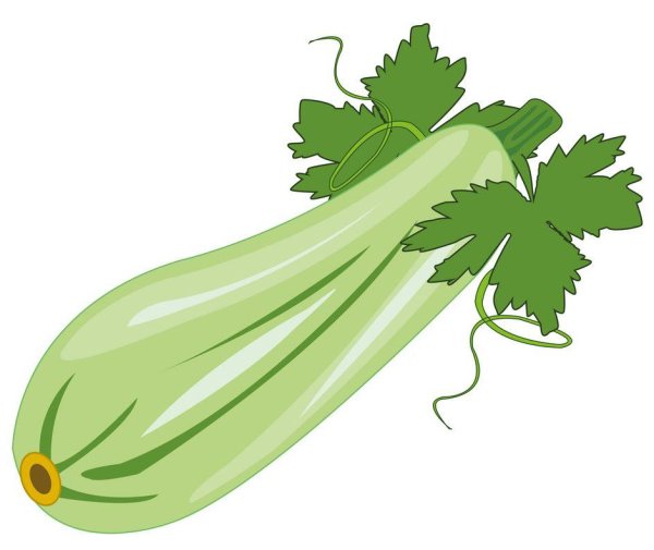 Кабачок вектор