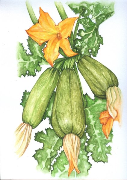 Кабачок рисунок