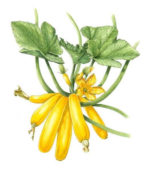 Кабачок атлас Ботанический