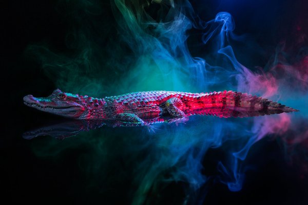 Магический крокодил